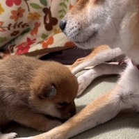前足に顔をうずめる子犬