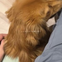 寄り添う犬と人の手