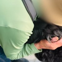 抱きしめられる超大型犬