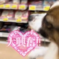 興奮して前足を動かす犬