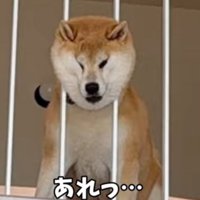 柵の間に頭がハマった犬