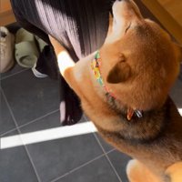 お友達が遊びに来た時のはちちゃん6