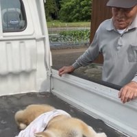 荷台を見守る人と寝そべる犬