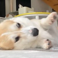 ハッ