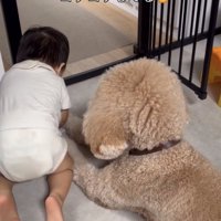 犬のそばで体を起こす男の子
