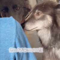 驚いた顔のウルフドッグ