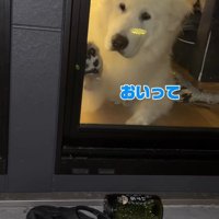 「なんで触れないんだよ～っ」