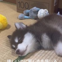 琥珀くんの成長記録6