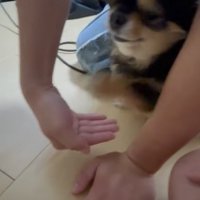 お手を求められる小型犬