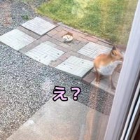 野生のキツネが庭に来た！！