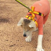 イヤイヤモードを発動