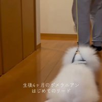お散歩練習中のまろんくん