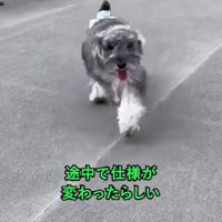 淡いグレーのような色合いに…