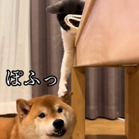 「遊ぼうよ！」とアピール