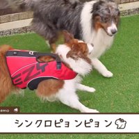 黒い犬の隣にくっついて歩くお姉ちゃん犬