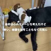 黒い犬の上に乗る子犬