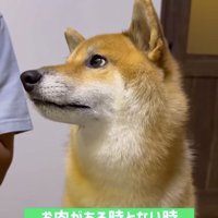 きらきらの瞳でお肉を見つめる柴犬