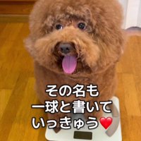 12.6kgのデカプーになった