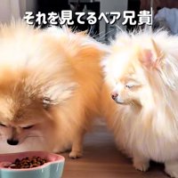 2匹の様子を見るベア君