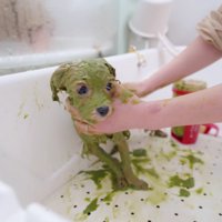 シャンプーを頑張り中！