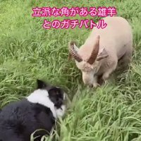 ジリジリと追い詰めます
