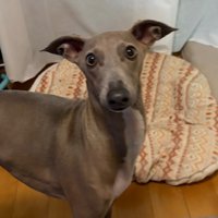 飼い主さんがむせた時の心配そうな姿