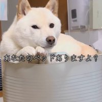 洗濯カゴの中で寛ぐ柴犬