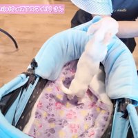 「もっと構って～」
