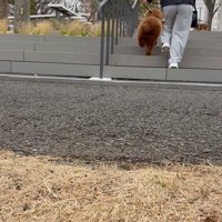 スタスタ登っています！