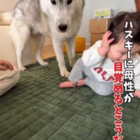 赤ちゃんのことが大好き