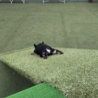 足を伸ばして坂を滑る犬