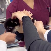 注射をされる子犬