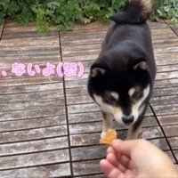 おやつを見る柴犬