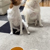 「ヨシ」と言った時の銀くんとエマちゃん5