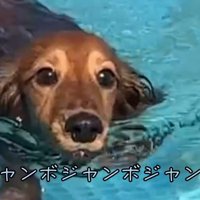 ジャンボちゃんも楽しそうにスイスイ～♪