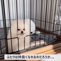 ポテチくんとレモンさんの初対面⑩