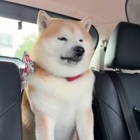 遊び疲れた子供のよう