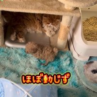 長毛猫のそばを通過する子犬