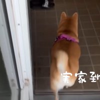 玄関に入る犬