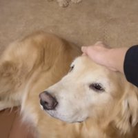 ジャンボさんをじっと見つめます