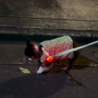 17歳のハイシニア犬