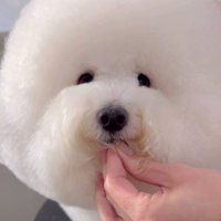 ぬいぐるみのような愛らしさ