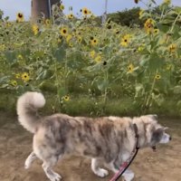 ひまわり畑を歩く犬