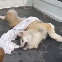 タオルに顔をうずめる犬