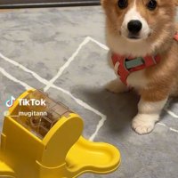 コーギーのむぎちゃん
