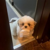 気遣いのできるよもぎくん