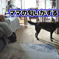 ママさんの気配を察知