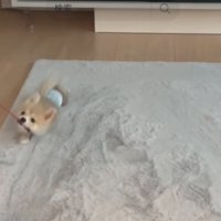 前足でバランスをとる犬