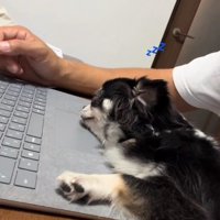 ウトウトするオレオちゃん