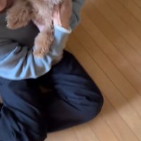 客に抱っこしてもらう小型犬